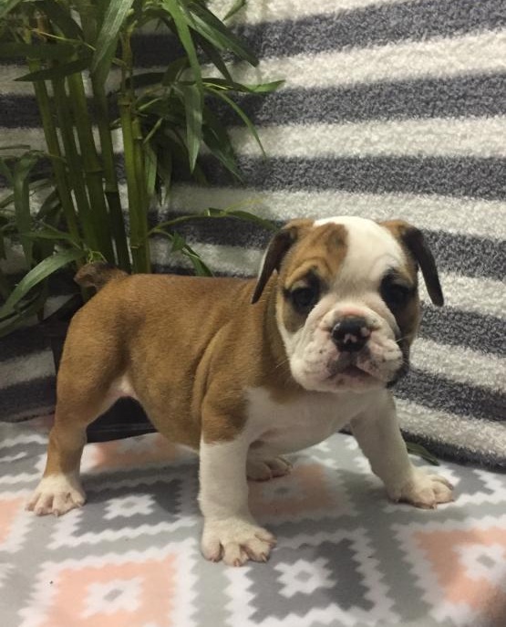 English Bulldog Puppies Image eClassifieds4u