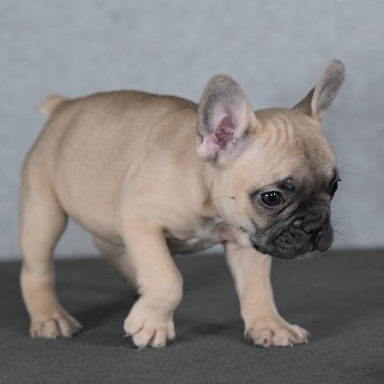 French Bulldog Puppies Image eClassifieds4u