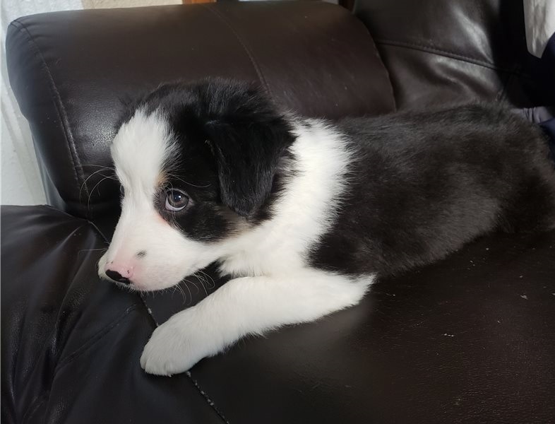Healthy Home raised Border collie puppies available Image eClassifieds4u