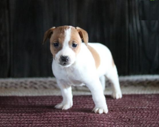 Jack Russell Terrier Puppies Image eClassifieds4u