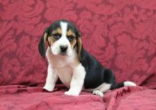 Beagle Puppies Image eClassifieds4U