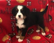 Bernese Mountain Puppies Image eClassifieds4U