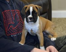 Boxer Puppies Image eClassifieds4U