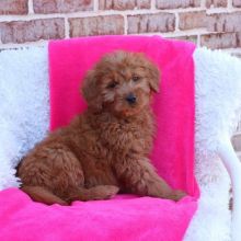 Goldendoodle Puppies Image eClassifieds4U