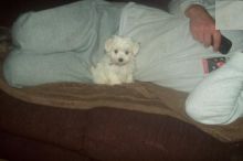 Maltese Puppies Image eClassifieds4U