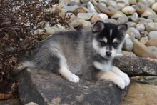 Pomsky Puppies Image eClassifieds4U