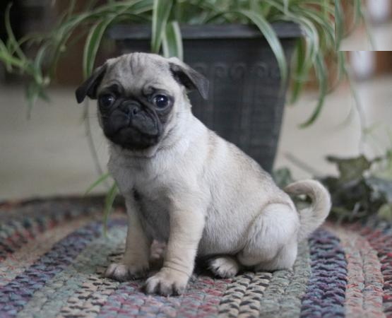 Pug Puppies Image eClassifieds4u
