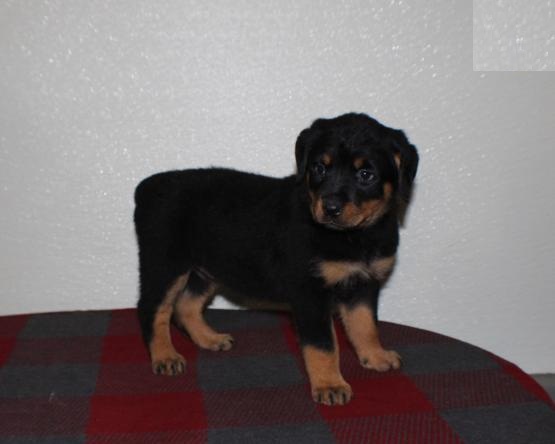 Rottweiler Puppies Image eClassifieds4u