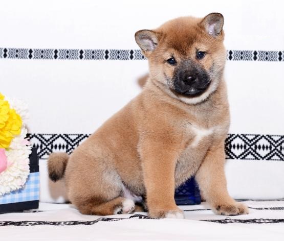Shiba Inu Puppies Image eClassifieds4u
