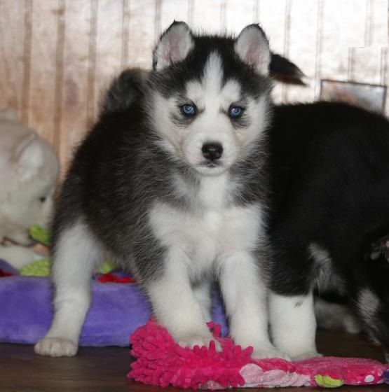 Siberian Husky Puppies Image eClassifieds4u