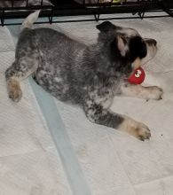 AKC Registered Australian Cattle Dog Puppies For Re-Homing