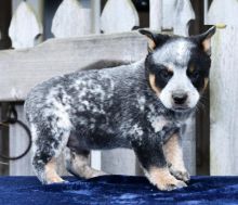 Blue Heeler Puppies Looking For New Homes