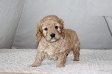 Cavapoo Puppies Looking For New Homes