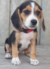 Charming Beagle Puppy for Adoption