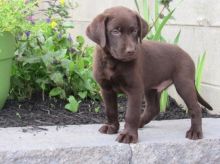 Chocolate Labrador Retriever Puppies Looking For New Homes