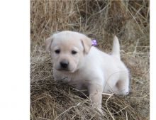 Cute Labrador retriever puppies