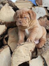 Dogue de bordeaux Puppies Looking For New Homes