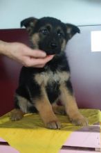 German Shepherd Puppies Looking For New Homes