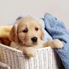 GOLDEN RETRIEVER PUPPIES FOR FREE ADOPTION