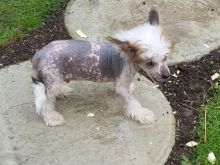 Hairless Chinese Crested Puppies Looking For New Homes