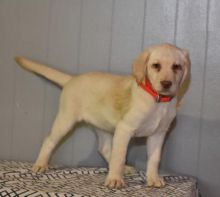 Labrador Retriever Puppies Looking For New Homes
