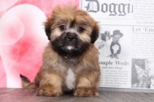 Lhasa Apso Puppies Looking For New Homes