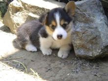 Male and female Pembroke welsh corgi puppies,