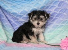 Morkie Puppies Looking For New Homes