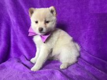 Pom-Shi Puppies Looking For New Homes