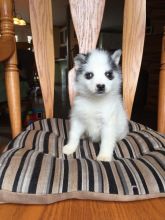 Pomsky Puppies Looking For New Homes