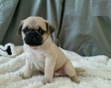 Pug Puppies Looking For New Homes