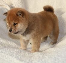 Shiba Inu Puppies Looking For New Homes