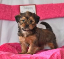 Shorkie Puppies Looking For New Homes