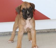 Two Friendly Boxer Puppies Available text (205) 740-9695