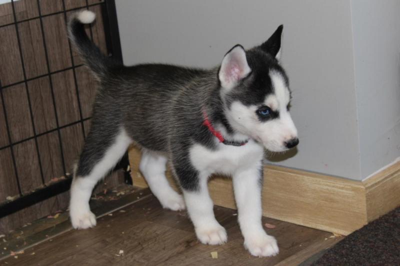 Adorable Blue Eyed Siberian Husky Puppies For free Image eClassifieds4u