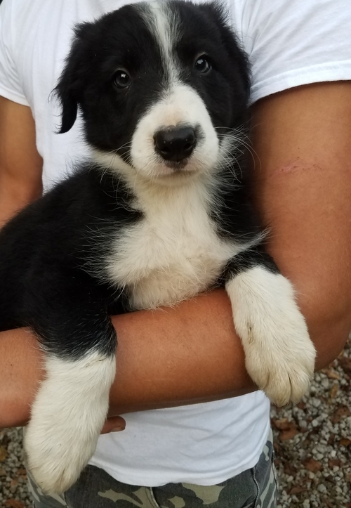Adorable Border Collie pups. Text (205) 740-9695 Image eClassifieds4u