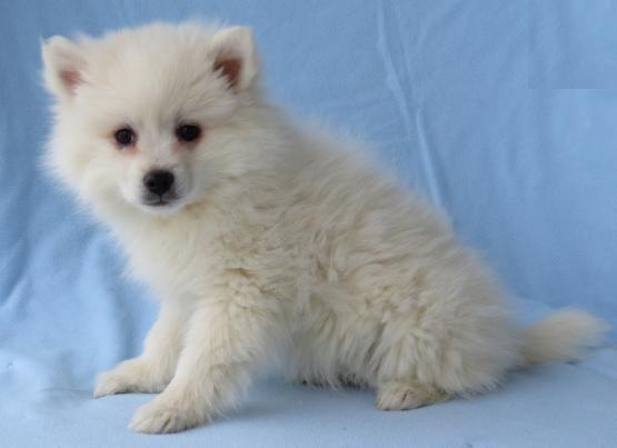 American Eskimo Puppies Looking For New Homes Image eClassifieds4u