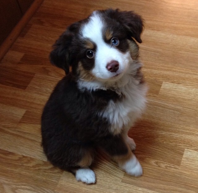 Australian Shepherd Puppies. Text (205) 740-9695 Image eClassifieds4u
