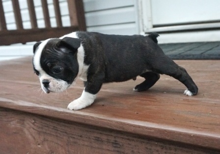 Beautiful Black brindle and white Boston Terrier Puppies Image eClassifieds4u