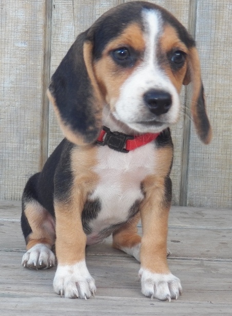 Charming Beagle Puppy for Adoption Image eClassifieds4u