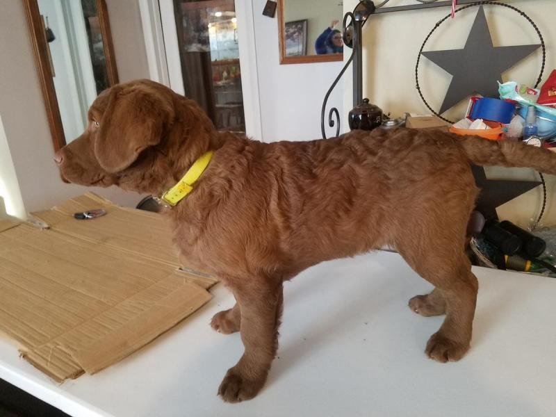 Chesapeake Bay Retriever Puppies Available Image eClassifieds4u