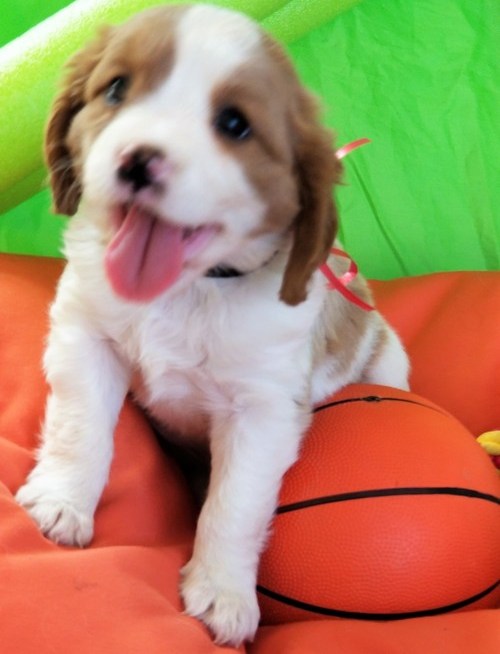 Cute King Charles Pups Available Image eClassifieds4u