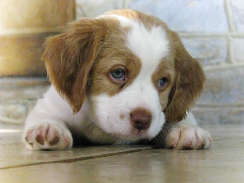 Excellent Brittany Puppies Available for new looking home. Text (205) 740-9695 Image eClassifieds4u