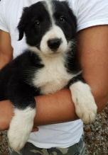 Adorable Border Collie pups. Text (205) 740-9695 Image eClassifieds4U