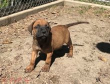 Adorable Bull-Mastiff Puppies For free Image eClassifieds4u 1