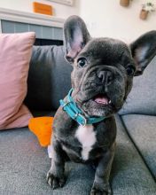 AKC quality French Bulldog Puppy for free adoption!!! Image eClassifieds4u 3