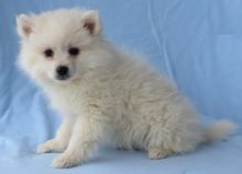 American Eskimo Puppies Looking For New Homes Image eClassifieds4U