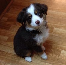 Australian Shepherd Puppies. Text (205) 740-9695 Image eClassifieds4U