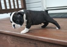Beautiful Black brindle and white Boston Terrier Puppies Image eClassifieds4u 1