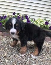 Bernese Mountain Dog Puppies text (205) 740-9695 Image eClassifieds4U